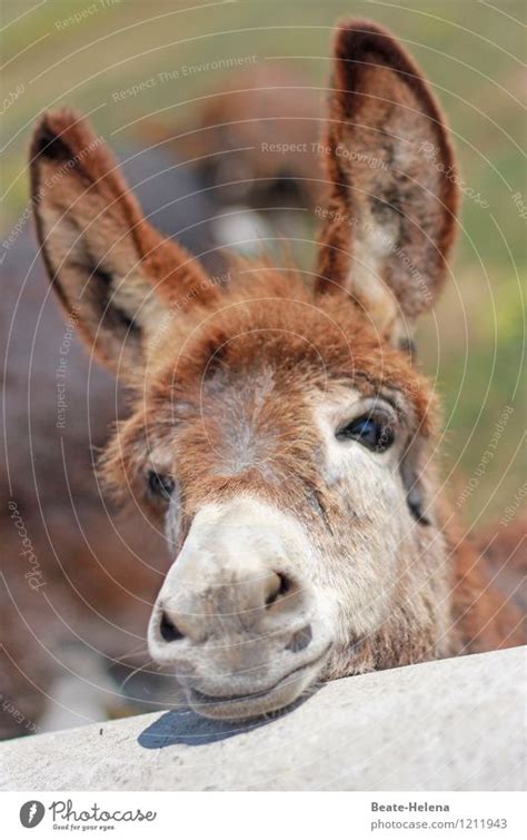 donkey ears  simply beautiful  royalty  stock photo