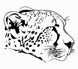 Cheetah Coloring Pages Drawing Face Head Animals Cheetahs Printable Drawings Cub Easy Animal Clipart Endangered Baby Line Stock Vector Panther sketch template