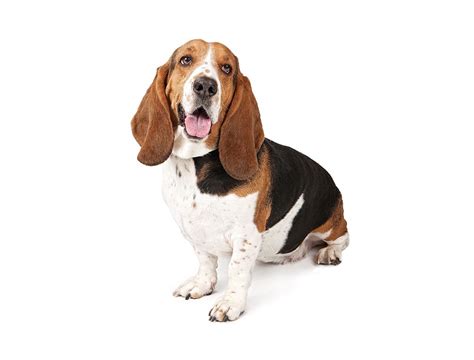 basset hound breed guide petbarn