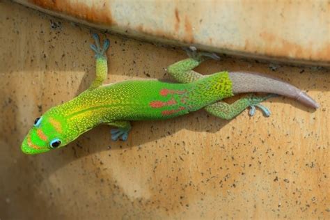 buy a naked gecko amateur gallery 43 samnpaul