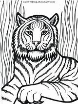Liger Coloring Pages Getcolorings Dorable sketch template