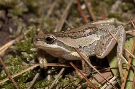 southern brown tree frog climatewatch australia citizen science app