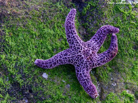 sea star wallpaper  hd backgrounds images pictures