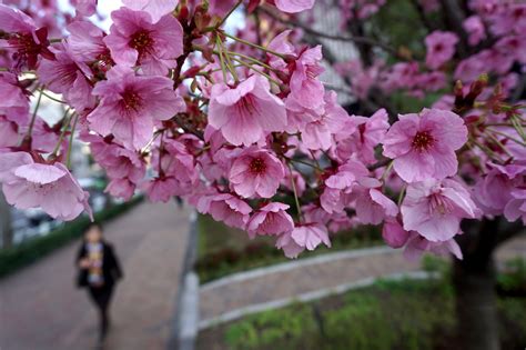 pictures  japans famous cherry blossom