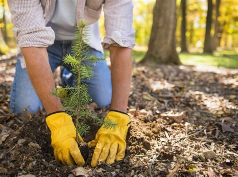 tree planting  toronto planting trees toronto tree doctors