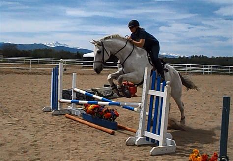 home  horse jumps gallery home  horse jumps