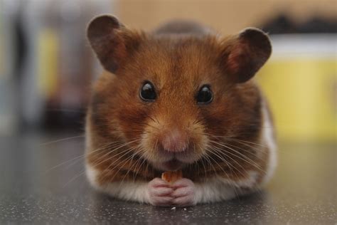 care   hamster helpful information  top care tips
