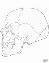 Anatomia Bones Craneo Cráneo Huesos Esqueleto Corpo Supercoloring Páginas Crânio Craneos Anatomía Impressão Gratuitas Grátis Cartoo Drukuj sketch template