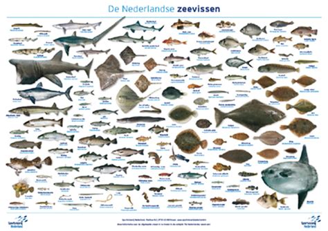 miniposters de nederlandse vissen sportvisserij nederland