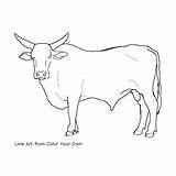 Bull Coloring Bucking Pages Color Drawing Bulls Cow Line Own Drawings Standing Print Printable Riding Cattle 36kb 500px Getcolorings Choose sketch template