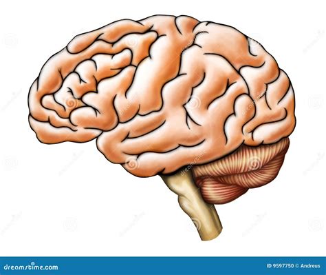 anatomia del cerebro foto de archivo imagen