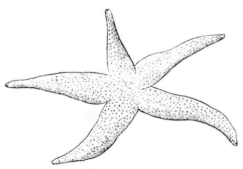 starfish coloring pages kidsuki