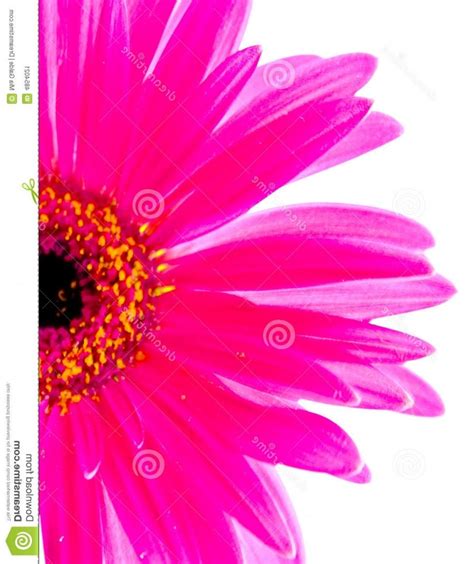 photo  flower