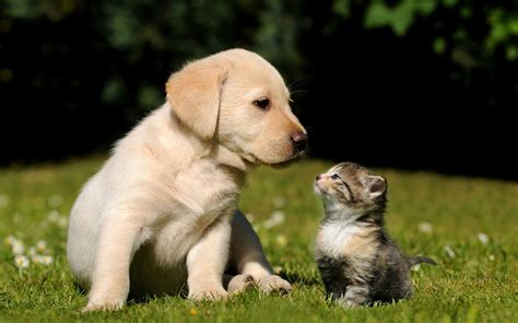 foto van hond en kat op het gras mooie leuke achtergronden voor je