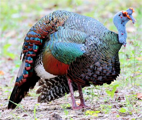 Ocellated Turkey Photo Gallery Be Your Own Birder