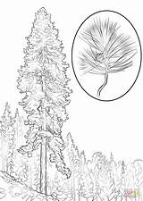 Pine Coloring Tree Pages Ponderosa Printable Trees Realistic Color Drawing Template Designlooter Supercoloring 1440px 99kb 1020 Comments Sosna sketch template