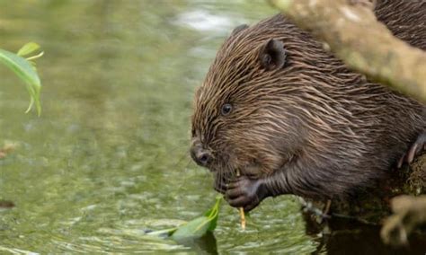 beaver reflection focusing  wildlife