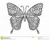 Butterfly Coloring Vector Adults Pages Book Mandala Illustration Stock Adult Dreamstime Mandalas Stress Anti Party Books Color Style Zentangle Butterflies sketch template