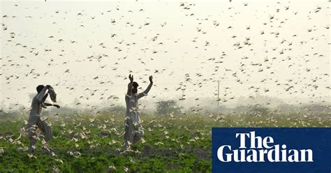 a locust swarm and waterfall wellbeing wednesday s best photos news