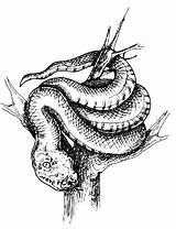 Serpente Ramo Animali Disegno Coloradisegni Serpenti Coiled Branch Stampare Pages2color Bello sketch template