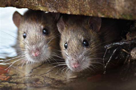 muizenbestrijding snel en professioneel van je muizenplaag af
