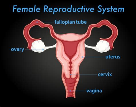 Free Vector Female Reproductive System Diagram