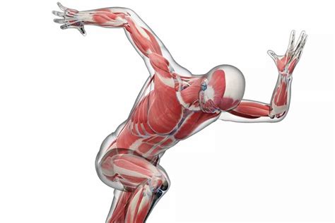 understanding body movement