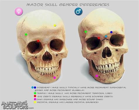 160 Best Images About Anatomy Skulls And Bones On