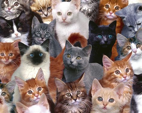 desktop wallpaper cats wallpapersafari