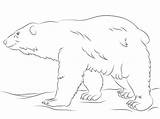 Ours Polaire Polare Orso Colorat Urs Cammina Orsi Ursul Polari Neige Desene Animale Stampare sketch template