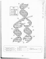 Dna Replication Helix Paintingvalley Getdrawings sketch template