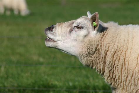 manuelhoeve dieren de rammen zijn weer bij de schapen