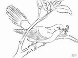 Cuckoo Colorear Cuclillo Billed Coloringbay Cuckoos sketch template
