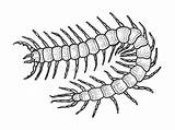Insect Scolopendra Engraving sketch template
