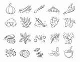 Vector Set Doodle Herbs Spices Hand Choose Board Drawn sketch template