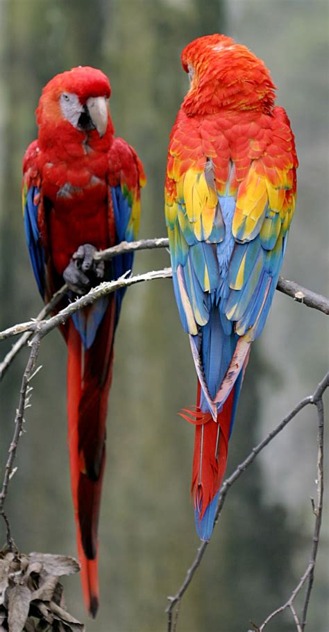 macaw  macaws