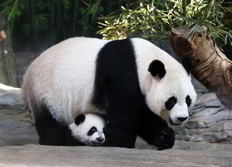 chinas wild great panda population grows time