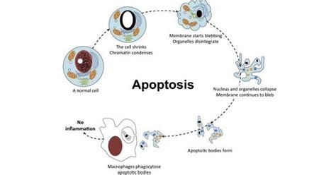 apoptosis wwwmedicoappsorg