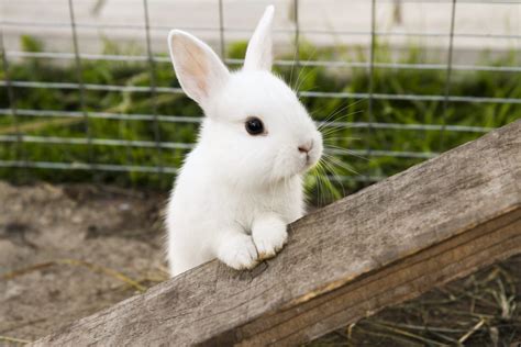 faits sur les lapins  vous devez connaitre autour des animaux