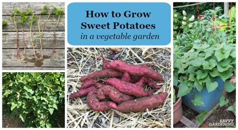 grow sweet potatoes   home vegetable garden