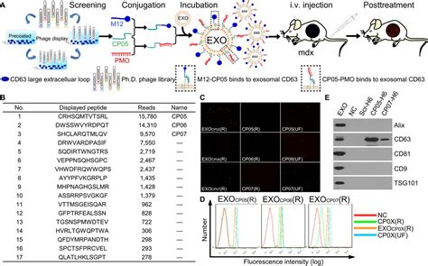 anchor peptide captures targets  loads exosomes  diverse origins  diagnostics