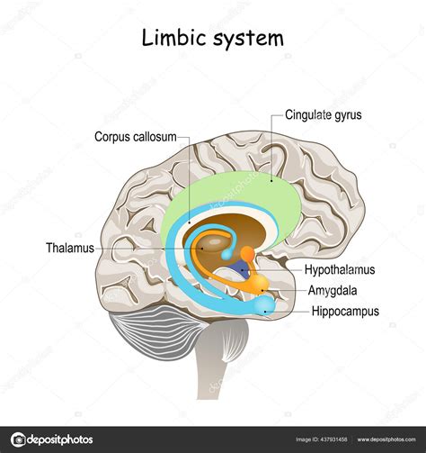 limbic system cross section human brain anatomical components limbic