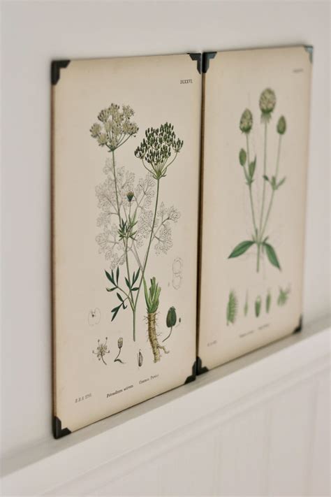 original vintage botanical prints framed botanical prints vintage botanical prints botanical