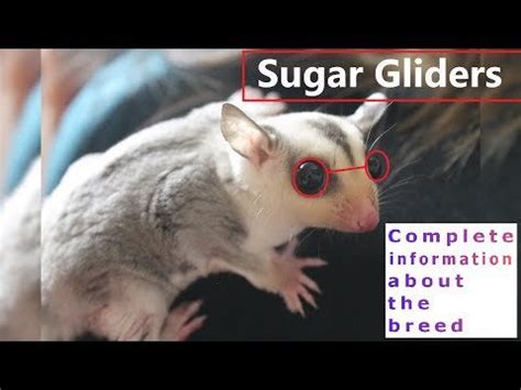sugar gliders pros  cons price   choose facts care history sugargliders