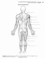 Sistema Muscular Kaplan Nombres Esquema Musculos Partes Niños Músculos Huesos Ciencia Completar Física Atividades Educação Descubre Humana Corpo Anatomia sketch template
