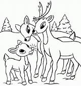 Deer Coloring Pages Reindeer Baby Printable Santa Kids Whitetail Family Cute Color Head Christmas Tailed Buck Skull Print His Drawing sketch template