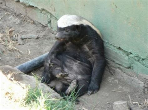 the lonely libertarian okay the honey badger does give a