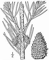 Pine Ponderosa Pinus Drawing Flora Virginiana Plants Illustrated Scrub Jersey Mill Getdrawings Pnd Lvd Namethatplant sketch template