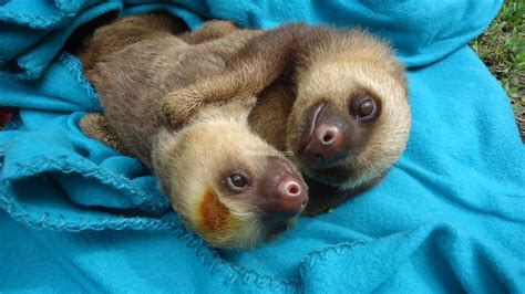 Cuddling Sloth Wallpapers Wallpaper Cave