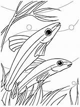 Aquarium Kolorowanki Rybki Ryby Dzieci Sheet Bestcoloringpagesforkids Pobrania Pencil Drukuj Pobierz sketch template